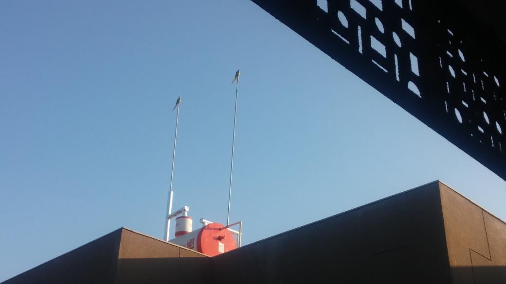 iitgncampus's tweet photo. Two parrots showing their strong support for our rooftop solar water heaters. https://t.co/3EiG3WpHjU