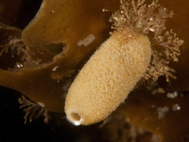 DerRayko's tweet image. Sycon ciliatum ist ein Kronenkalkschwamm der aussieht wie ein... naja... gugg selbst #rudelrodeo #sycon