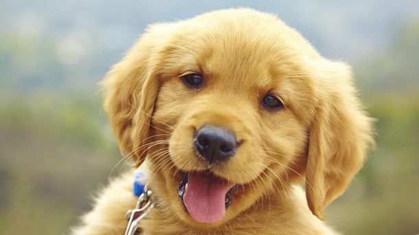 ClarkHoward's tweet photo. Need a pick-me-up today? @Uber will bring puppies to your home or office today only! https://t.co/72YpvLJHby https://t.co/FucqCHzcuA