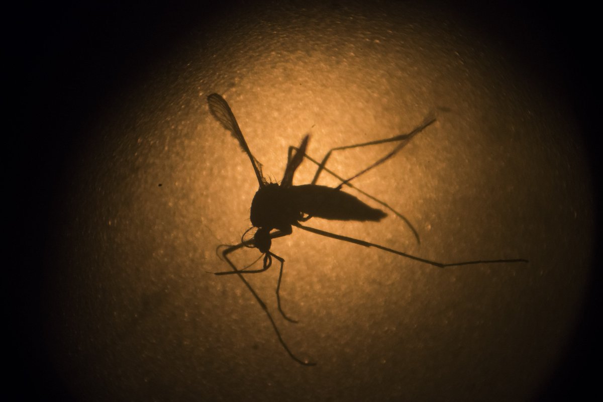 MiamiHerald's tweet photo. What do you want to know about the Zika virus? Tweet @dtdlima to have a local expert answer your Qs for our Q&amp;A https://t.co/5zxSrd73K7
