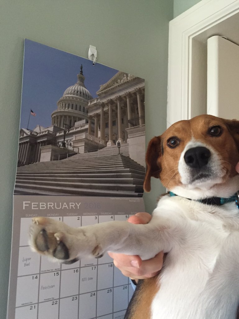 emersonconard's tweet photo. Chip wants YOU to vote for change in Washington #chip2016 #puppyoftheunitedstates #presidentchip https://t.co/WuoMmpB04E