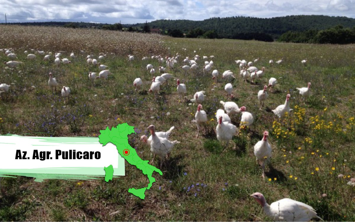 alleva_etico's tweet photo. Benvenuta Azienda Agricola Pulicaro, allevamento brado di razze miste!
https://t.co/EvNrYoZ2RQ https://t.co/8JOW2wKDWq