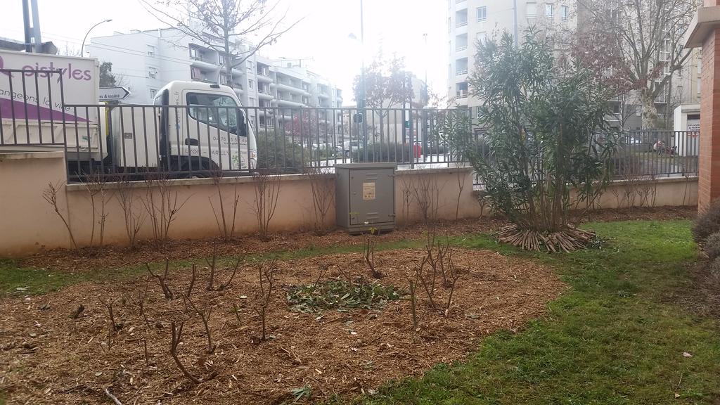 Pi_Guill's tweet photo. #picallisto taille des berbères et des autres massifs de rosiers. 
Merci à Mathieu pour son aide https://t.co/SR2r1scZCB