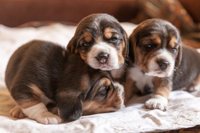 Chicagoist's tweet image. For 3 Hours Today, Uber Will Deliver Puppies To You bit.ly/23J1LTa