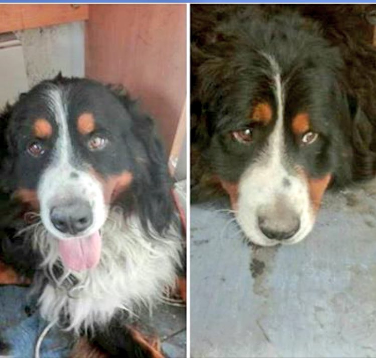 ATENCIÓN #HUECHURABA perrito Boyero encontrado en mall Plaza Norte ayer, se busca sus dueños! RT xfa Cc <a href="/bartorell/">#SoyBartorell</a>