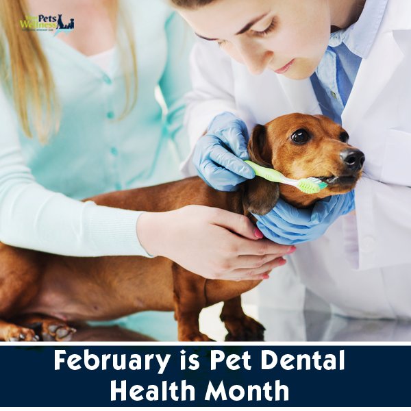 February is #PetDentalHealthMonth! Have your pet's teeth been cleaned recently? 
#pethealth