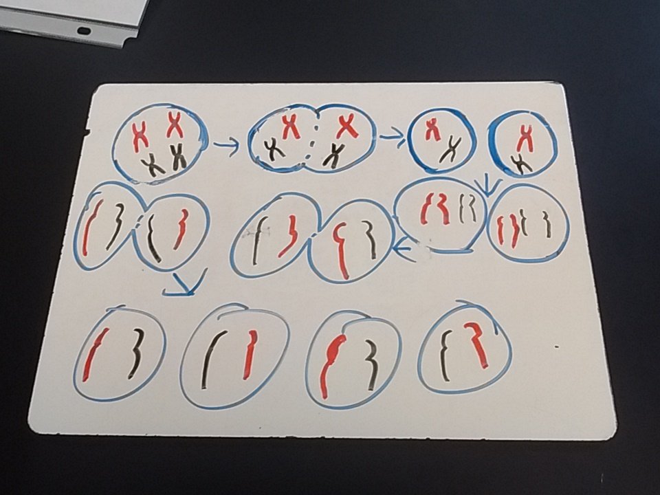 jacob_lhs's tweet photo. @msball_lhs #lhsgenetics #ballhr4 group 4-6 https://t.co/Oql44b390Q