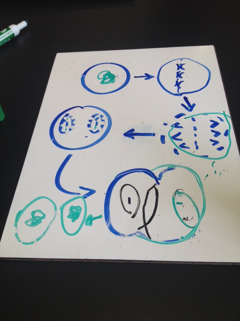 alishas_LHS's tweet photo. #LHSgenetics @beckerman_lhs  #advbio4 https://t.co/vUPbdfam6P
