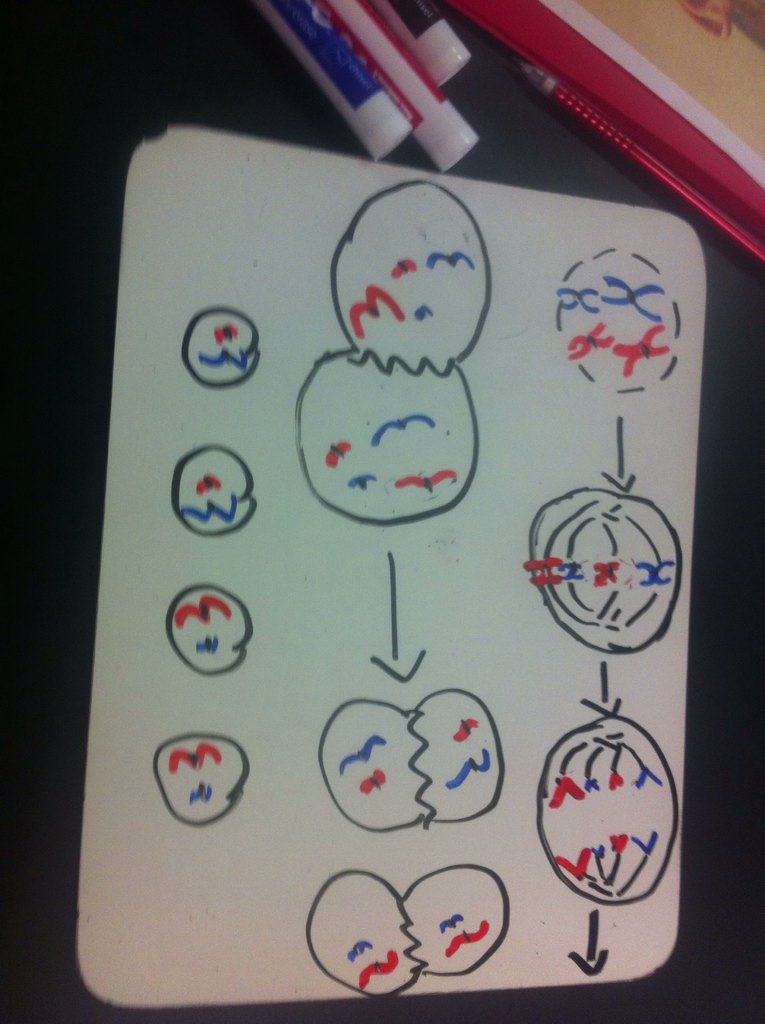 hankd_lhs's tweet photo. @msball_lhs @msstern_lhs #lhsgenetics #ballhr4 4-7 https://t.co/qGJ2nSdNZO