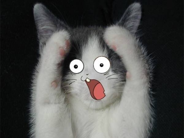 Кот удивление