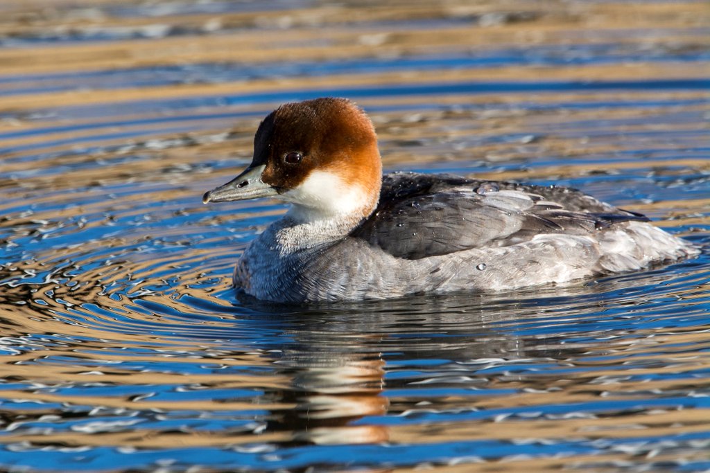 rbnUK's tweet photo. Photo by @richmowil of the redhead SMEW today at Killingworth, Northumberland. On the small lake. #rbnNBL https://t.co/R0nLhS1ucM