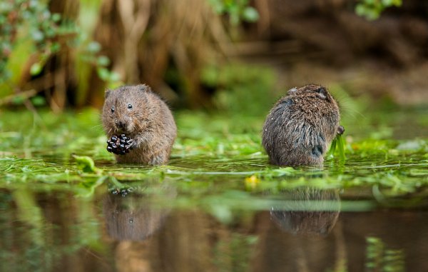 Voles rarely talk to one another face-to-face, instead preferring to use BlackBerry Messenger.