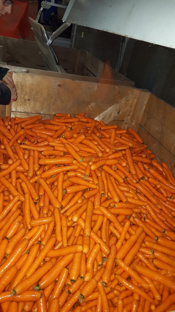 LarsKaim's tweet image. We zijn lekker bezig in de #uien #bpeen  van 5tot25kg geen probleem #franzenlandbouw vers en gezond uit eigen grond!