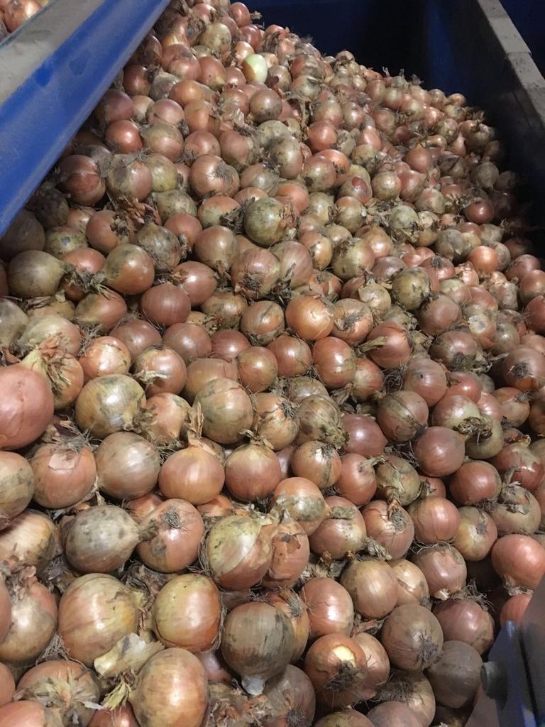 LarsKaim's tweet image. We zijn lekker bezig in de #uien #bpeen  van 5tot25kg geen probleem #franzenlandbouw vers en gezond uit eigen grond!