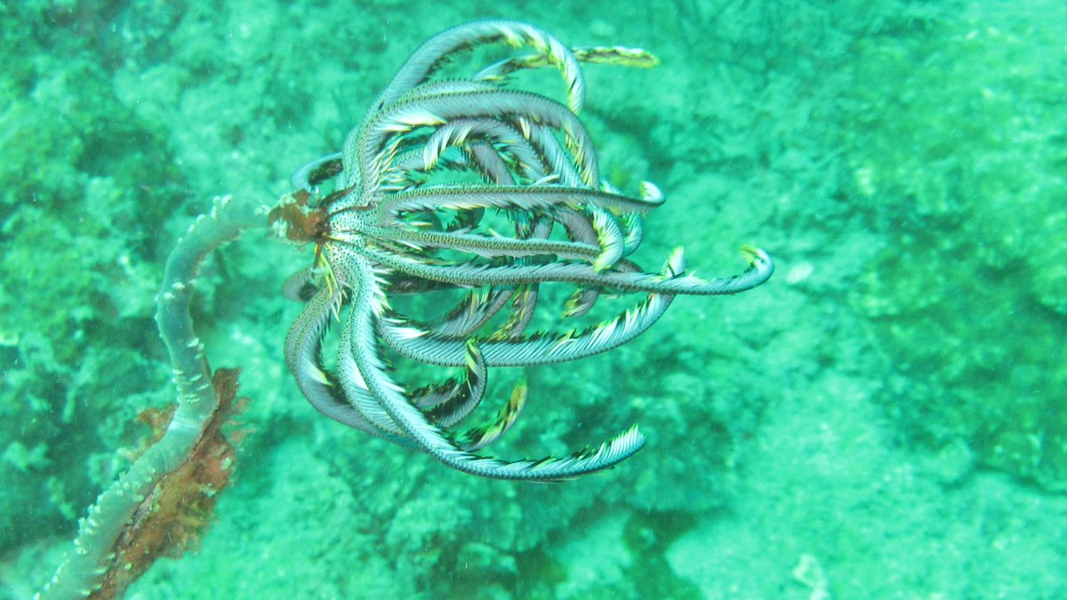 SubSeaProject's tweet image. Photo taken in Andaman Sea with our Sp3-P and Canon IXUS compact.31 m depth without ext. flash.#theevolutionofdiving