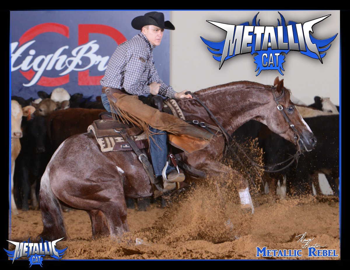 Spursequine's tweet photo. Ike Derby Open Champion Metallic Rebel (Metallic Cat x Sweet Abra)  Shown by Beau Galyean. https://t.co/VOrVnrFjUg