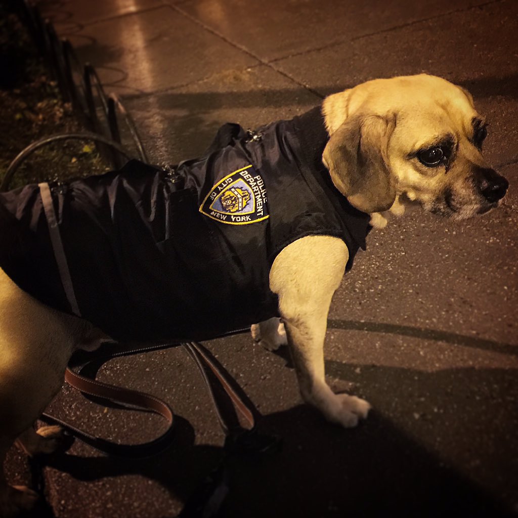 martymadrid's tweet photo. NYPD ... The "P" stands for Puggle, FYI #PawEnforcement #NewRainCoat  #CityDog https://t.co/lOXXYJnUmx