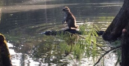 FiltroTecnico's tweet photo. Hagas lo que hagas,  nunca serás tan chingón como este mapache domador de cocodrilos. https://t.co/lrdV7op3J4