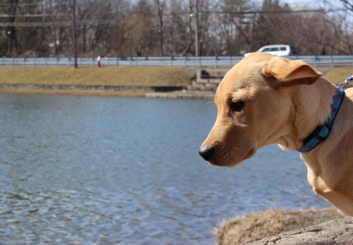monolithsolar's tweet photo. Lucia, the Superdog, waits while Danny works all day. #SolarDogs https://t.co/sqCo7IsZIe