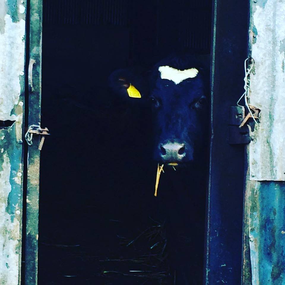 LornaSixsmith's tweet image. @GlanbiaAgri Here&apos;s looking at you kid :) #springsnaps