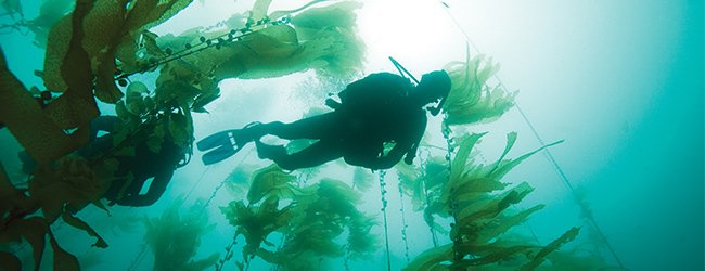 PADI's tweet photo. Tasmania, Australia’s island state, is well known for its remarkable natural beauty. https://t.co/T9HtqWwzSj https://t.co/Fo27BRlYDA