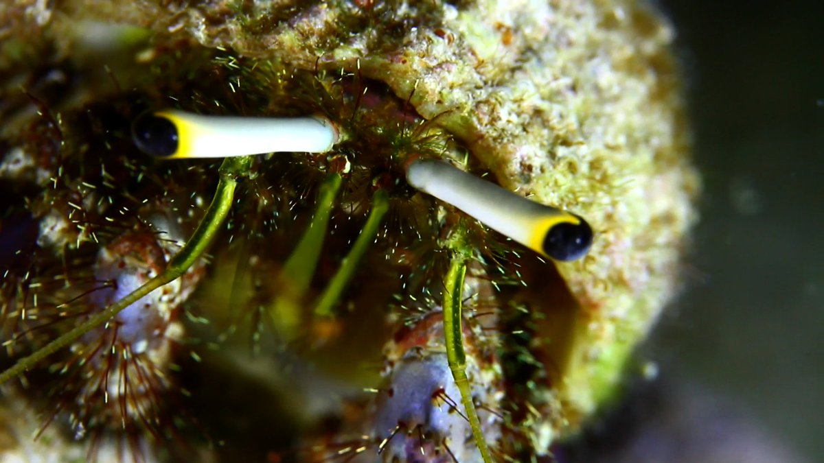BigBoxfish's tweet photo. @flixtra Thanks for following #bigboxfish. Watch our film on: https://t.co/tCuOIrqxR4
Next #Maldives #scuba https://t.co/0vnTDSHfxg