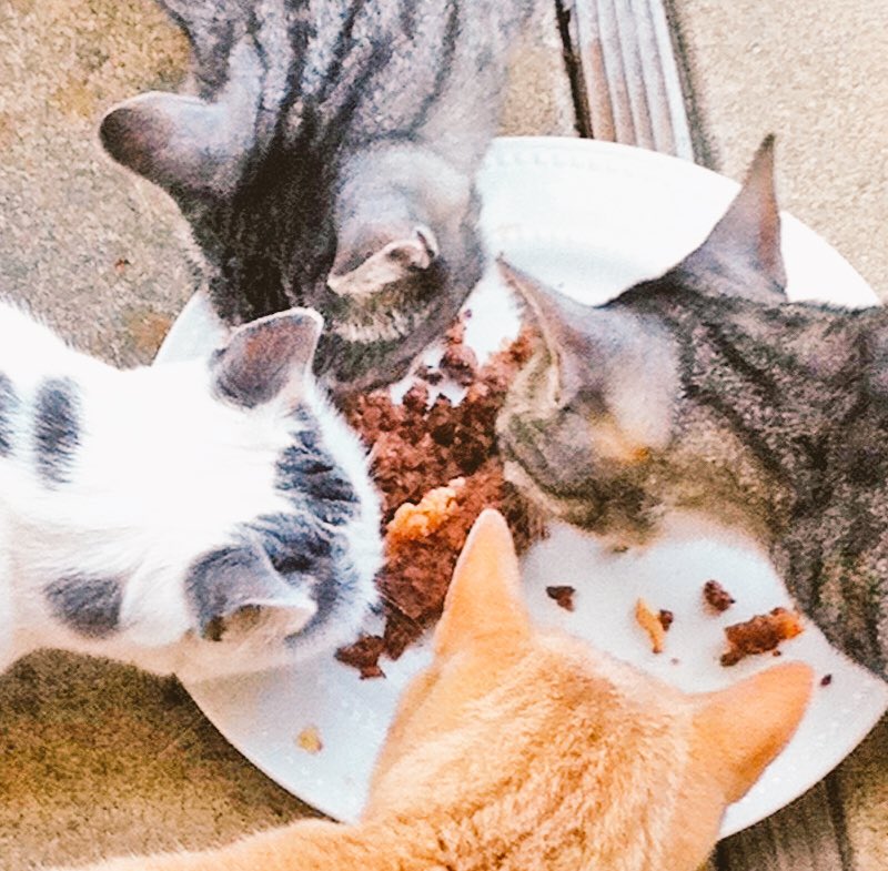 NaturalValue (@naturalvalue) on Twitter photo @happy_ness24 However, Sunshine (head cat in charge) and friends definitely test out our cat food. Happy Wednesday! @happy_ness24 However, Sunshine (head cat in charge) and friends definitely test out our cat food. Happy Wednesday!