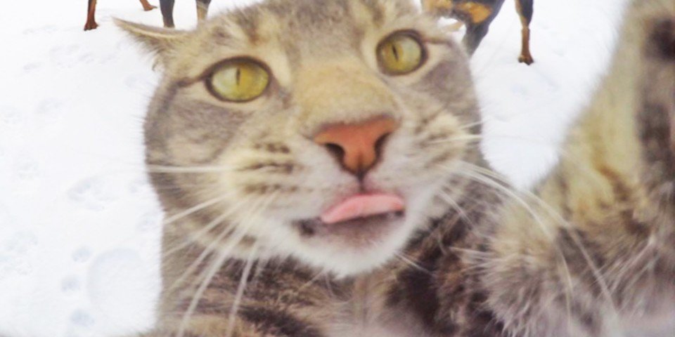 thetoggle's tweet photo. Selfie Cat is taking @Instagram by storm https://t.co/fPuiopPA8G #mannythecat #selfie https://t.co/WXqVSZXVvX