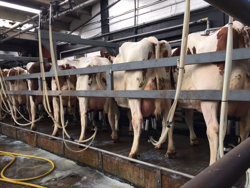 We had a solid trade at Carlisle today, read more halmyrefarm.co.uk   More fresh cows and heifers available.