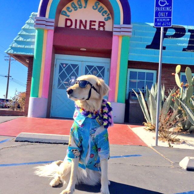 Stopped off #PeggySuesDiner for a @MilkBone shake❣🍦