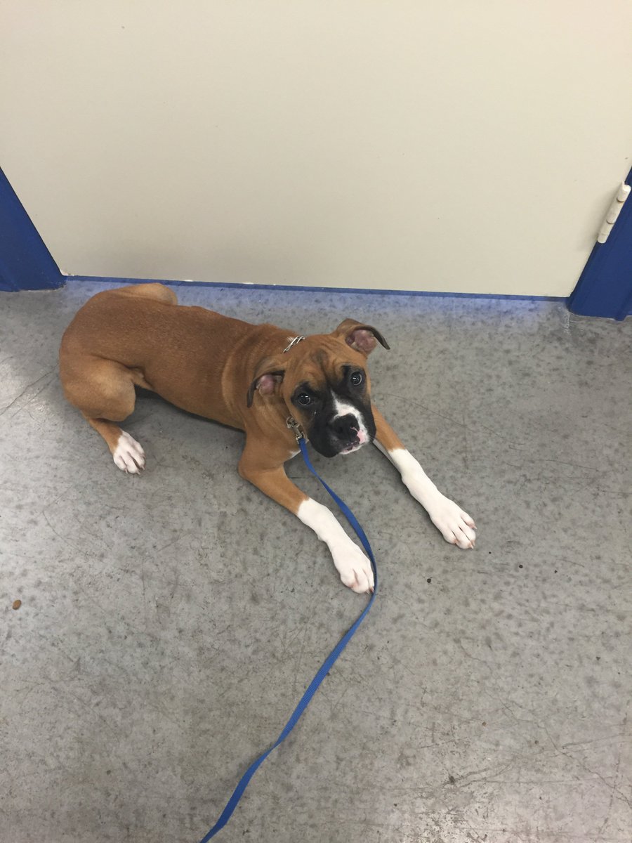 PuptownHouston's tweet photo. #boxerpuppy #downstays #dogsinpublic #smartdog #dogtraining https://t.co/j4zlhNcjup