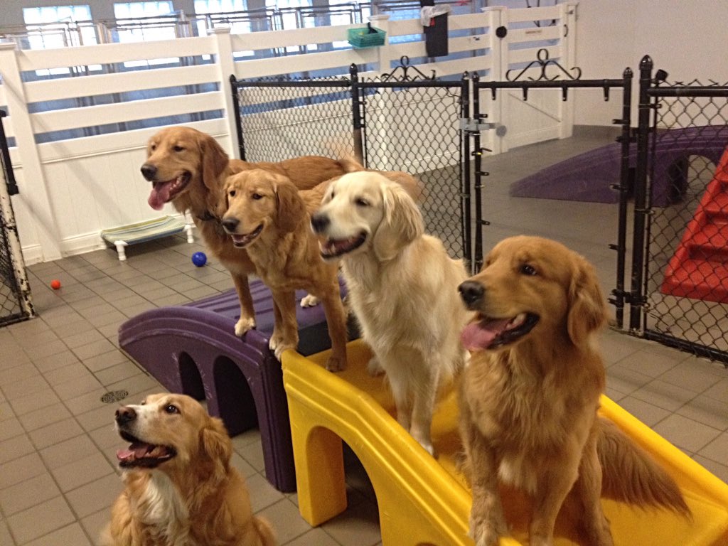 Pet Hotel Hadley (PetHotelHadley) Twitter