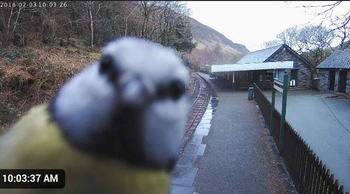 Beak-a-boo
bbc.in/1X3Zjlu
Bird 'photobombs' web camera at north west Wales railway station #photobomb