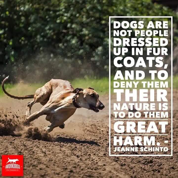 hprworkingdogs's tweet photo. https://t.co/iJg0H3YSgE