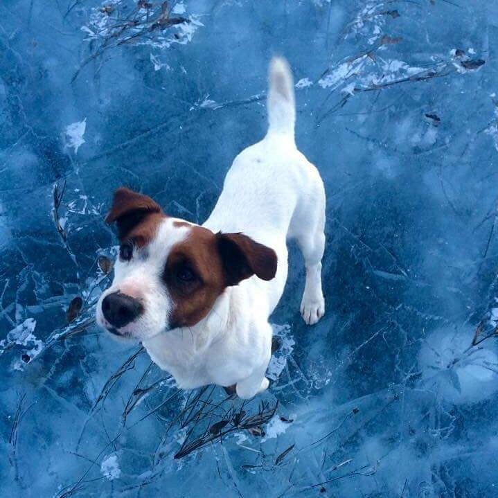 hprworkingdogs's tweet photo. https://t.co/Sy14vSNP2V