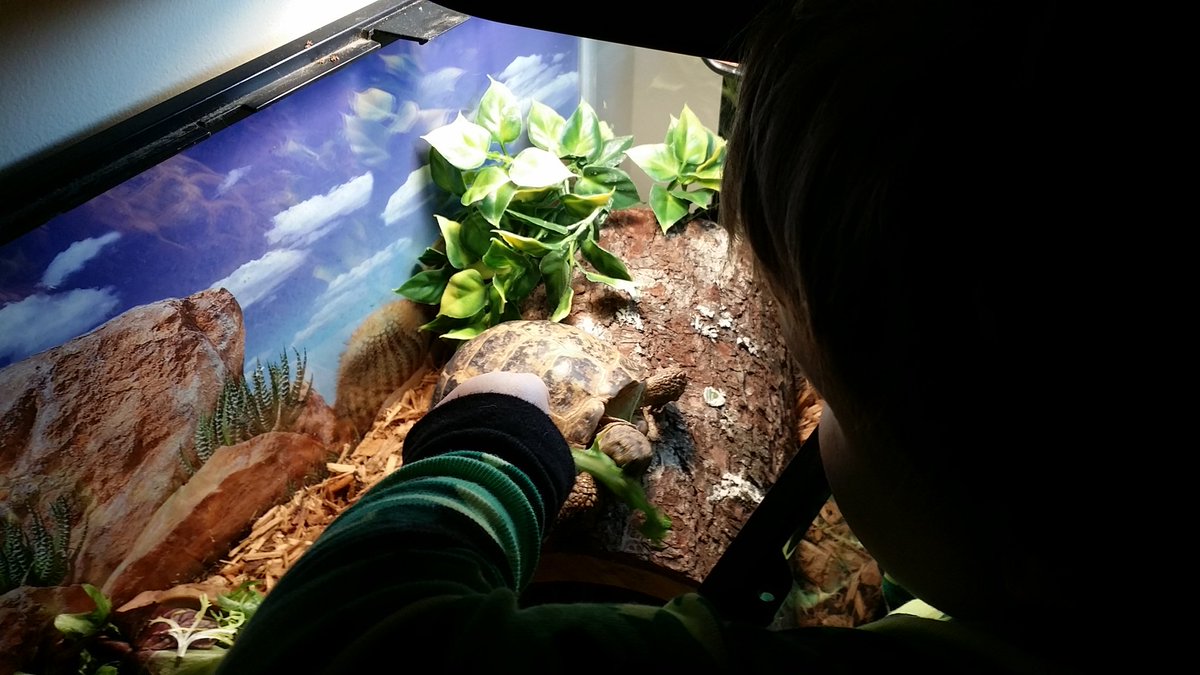 JennCramer0315's tweet photo. Jack asked if he could feed his tortoise. Hes hand feeding her every bite. #inspiredbypets @JulzLawrence https://t.co/MUlOjUGTxt