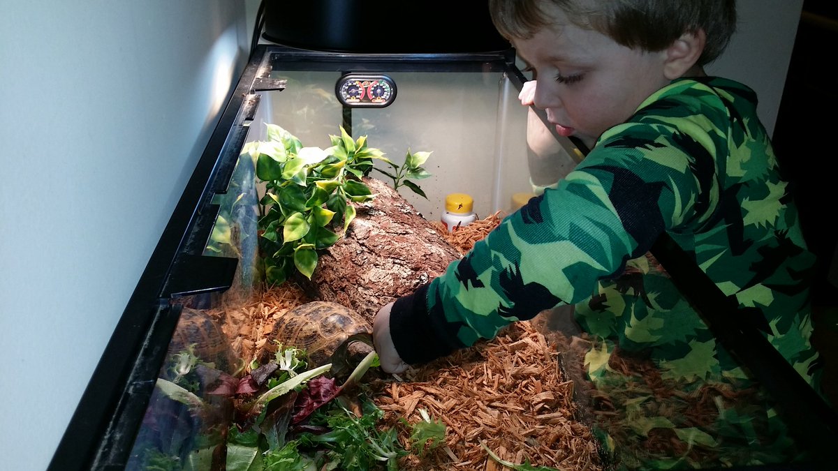 JennCramer0315's tweet photo. Jack asked if he could feed his tortoise. Hes hand feeding her every bite. #inspiredbypets @JulzLawrence https://t.co/MUlOjUGTxt