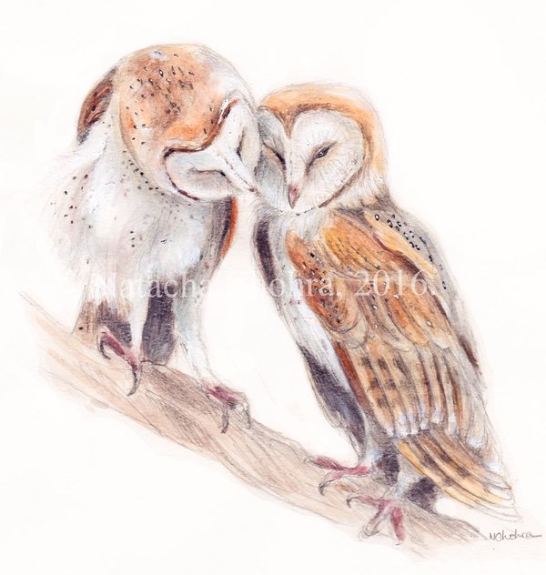 #nature #cute #birds