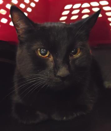 michaelk42's tweet photo. New buddy for @CatJonesy has arrived, still hiding in washroom so Jones is oblivious https://t.co/ThPIKevPtR