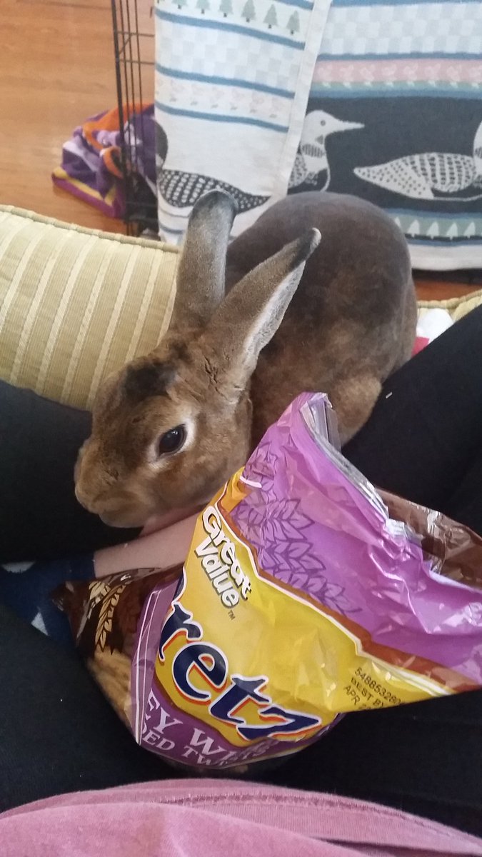 GunnerTheRabbit's tweet photo. Give me the human food https://t.co/pFYRo2wh8j