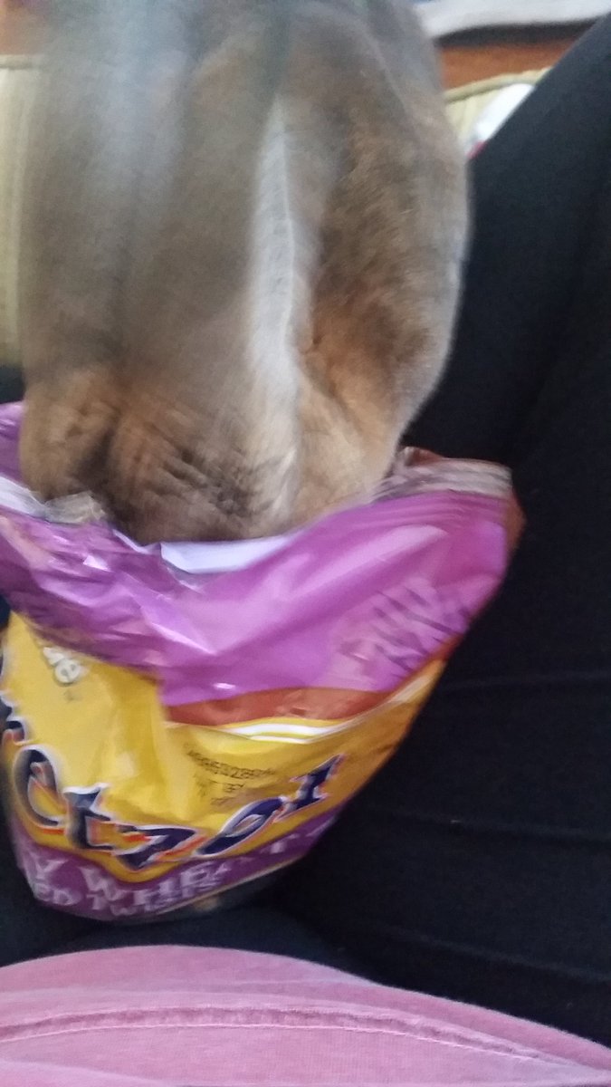 GunnerTheRabbit's tweet photo. Give me the human food https://t.co/pFYRo2wh8j