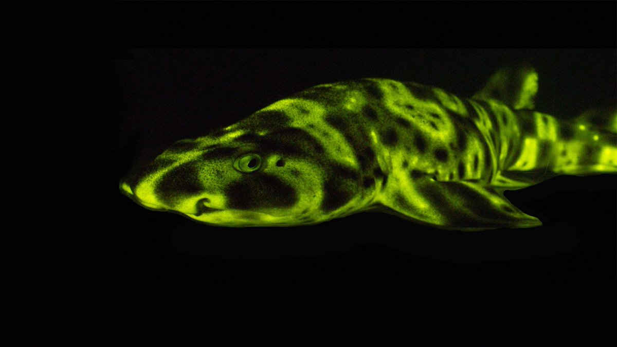 TEDTalks's tweet photo. Glow-in-the-dark sharks and other stunning sea creatures: https://t.co/j5INeQO1MD https://t.co/NeZJcL100E