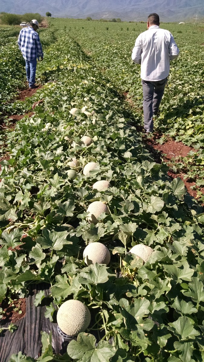 noevalagro's tweet photo. #Valagro inicio de corte de #Melón en #Michoacán con nuestros amigos y presentes con ellos. https://t.co/3LiUcFawYd