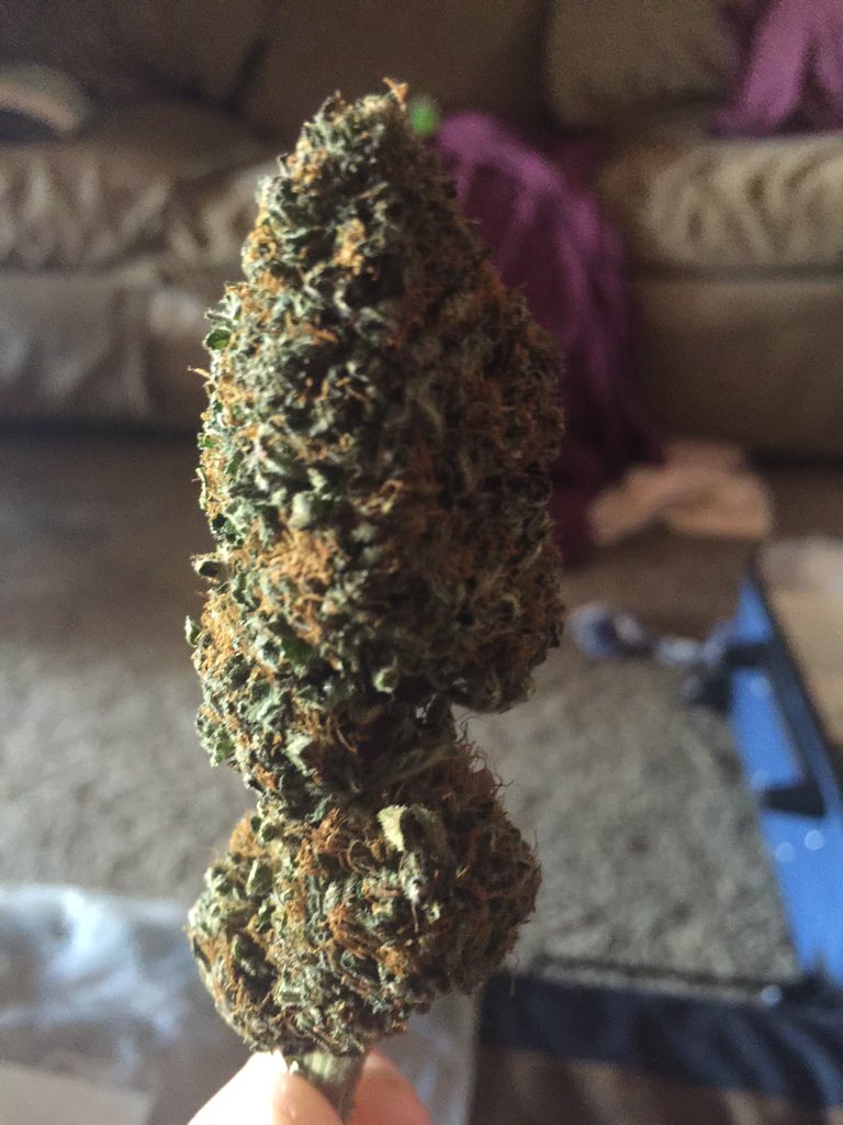 smokes_moe's tweet photo. Fresh #bud #herb #weed #marijuana  #bowl #smoke #smokenow #burnit #blunts #BluntsOfKush #smokingcouple #cannabis https://t.co/FWyxri5M2I