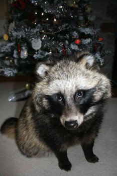HunnyJax's tweet photo. https://t.co/ABYEZKtcQz
#Downgate Woods #Callington #Cornwall
MISSING #RACCOON DOG Very NERVOUS PLZ Report Sightings https://t.co/zCJiYvF75X