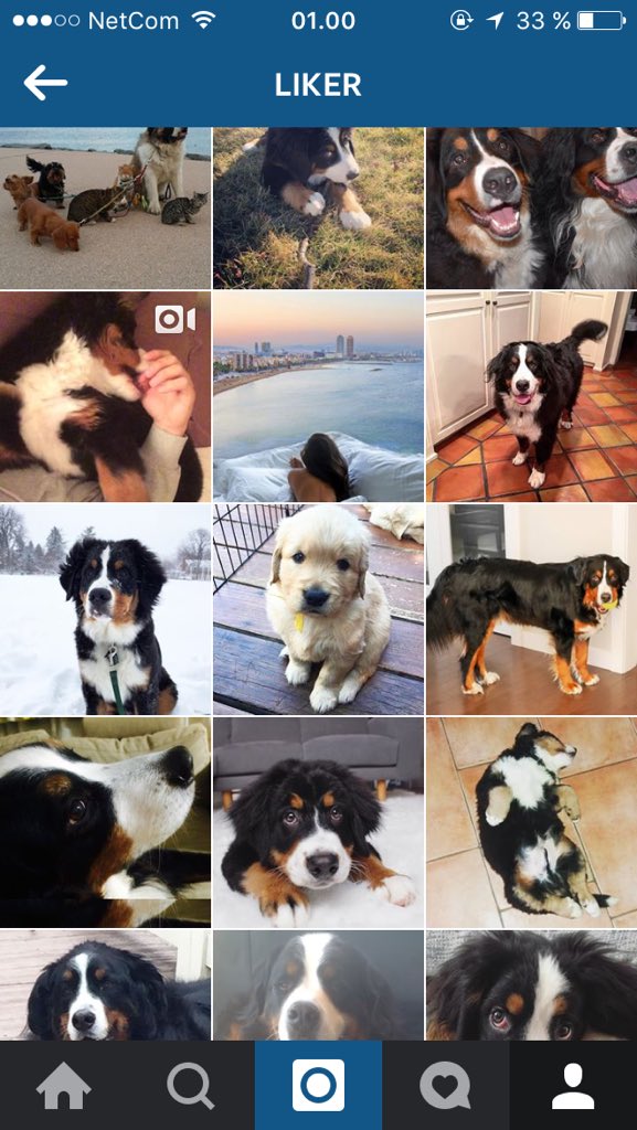 needsig's tweet image. Gjett én gang hvordan hund jeg vil ha&amp;lt;333