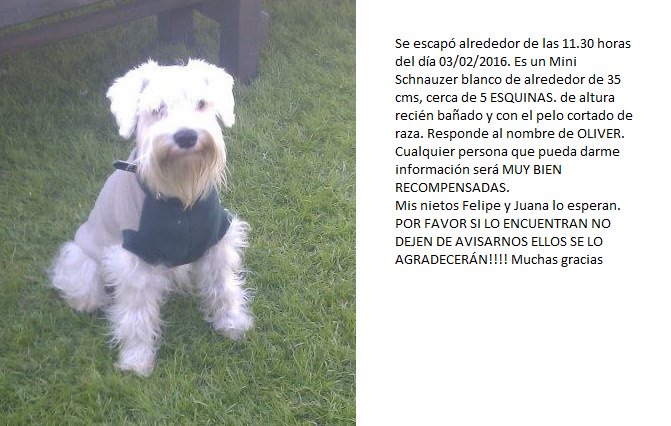 eeveecom's tweet photo. @HurlinghamALDIA URGENTE. Buscamos a nuestra mascota OLIVER extraviado hoy cerca de 5 esquinas https://t.co/jvepU4jal3