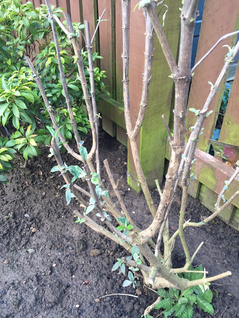 Cimex On Twitter Rat Tracks Leading From Under Shed To Bird
