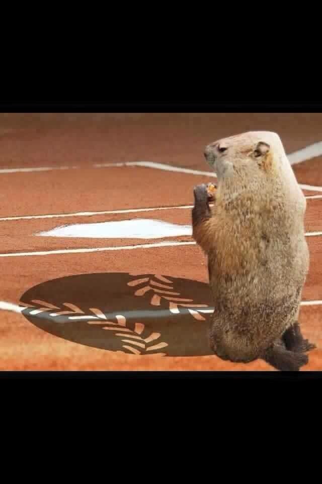 louise1165's tweet photo. #cantwaitforsoftball https://t.co/KNWapOsa78