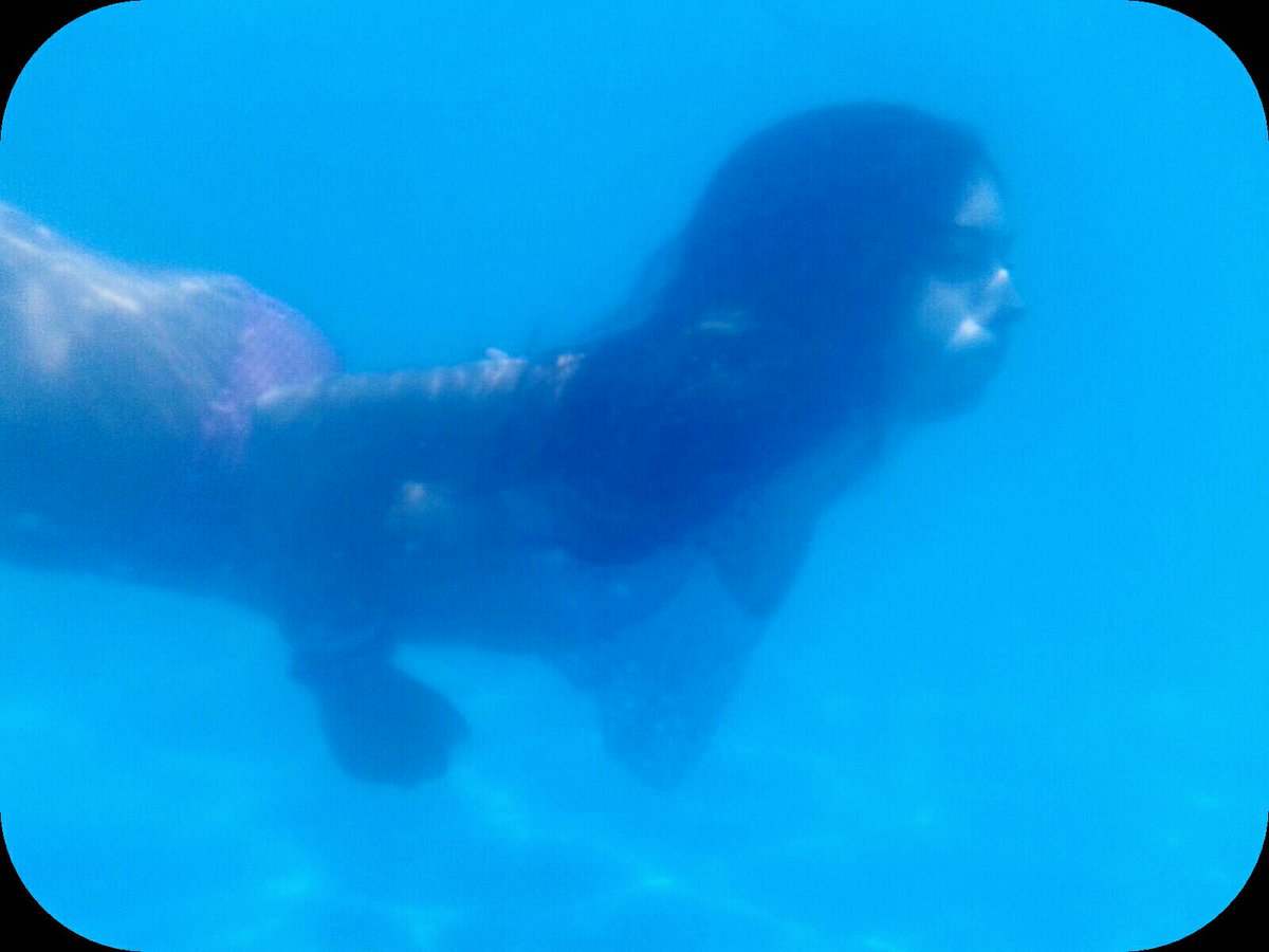 valentina_poeta's tweet photo. #aquacase https://t.co/OH28mqzNwq